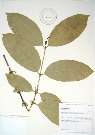 Gnetum gnemon   - 