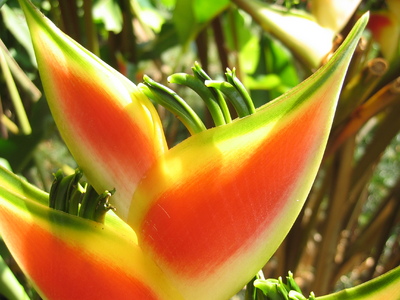 Heliconia wagneriana   - Colored bracts enclosing green flowers