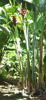 Heliconia caribaea   - 