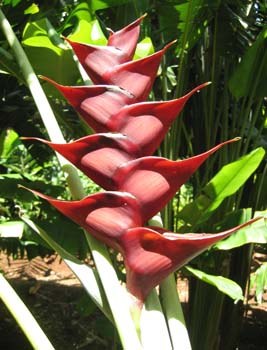 Heliconia caribaea   - Prince Of Darkness