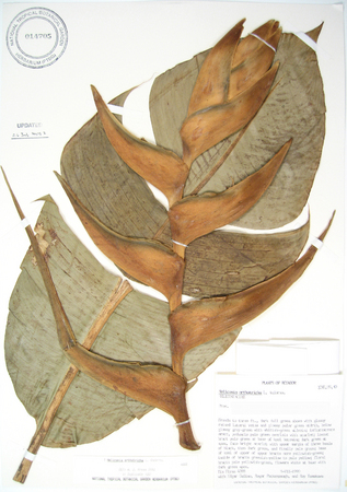 Heliconia orthotricha   - 