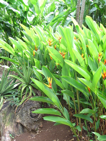 Heliconia x nickeriensis   - Habit