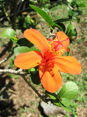 Hibiscus kokio subsp. saintjohnianus  - 