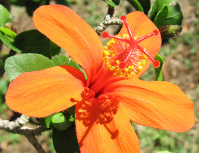 Hibiscus kokio subsp. saintjohnianus  - 