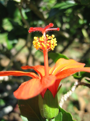 Hibiscus kokio subsp. saintjohnianus  - 