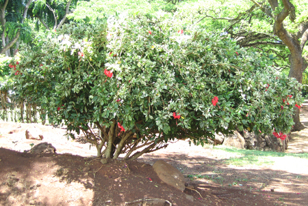 Hibiscus rosa-sinensis   - 