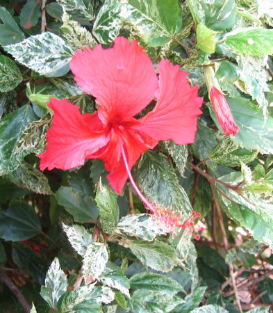 Hibiscus rosa-sinensis   - 