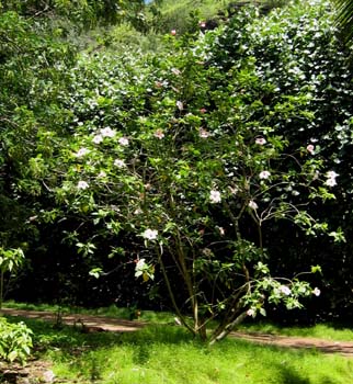 Hibiscus rosa-sinensis   - 