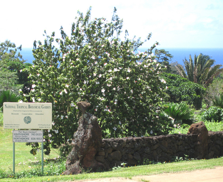 Hibiscus waimeae subsp. waimeae  - Habit