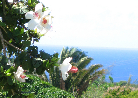 Hibiscus waimeae subsp. waimeae  - Flowering branches