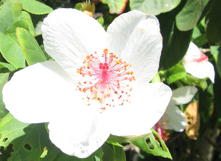 Hibiscus waimeae subsp. waimeae  - Flower