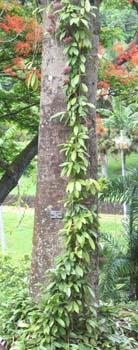 Hoya carnosa   - Habit, climbing tree trunk