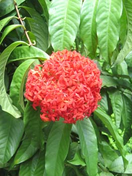 Ixora casei   - 
