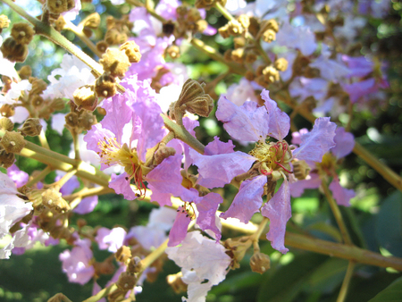 Lagerstroemia duperreana   - Close-up of flowers