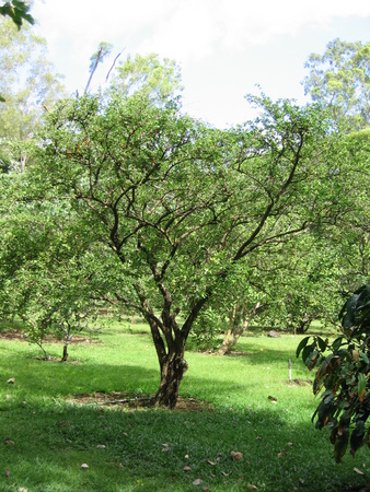 Malpighia emarginata   - 