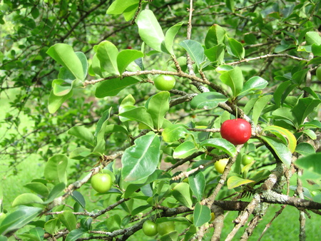 Malpighia emarginata   - 
