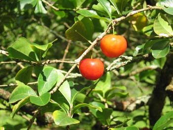 Malpighia emarginata   - 