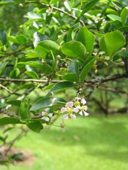 Malpighia emarginata   - 