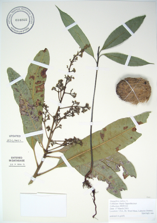 Mangifera indica   - 