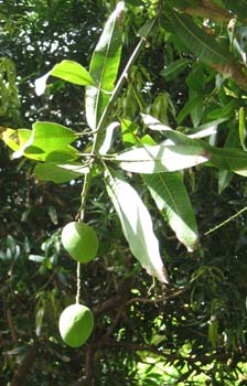 Mangifera indica   - 