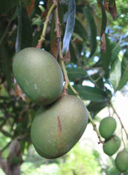 Mangifera indica   - 
