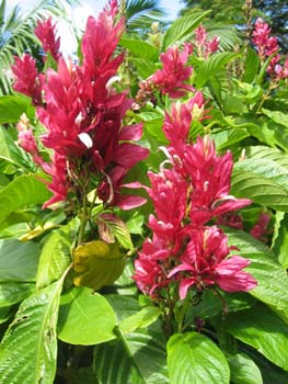 Megaskepasma erythrochlamys   - 