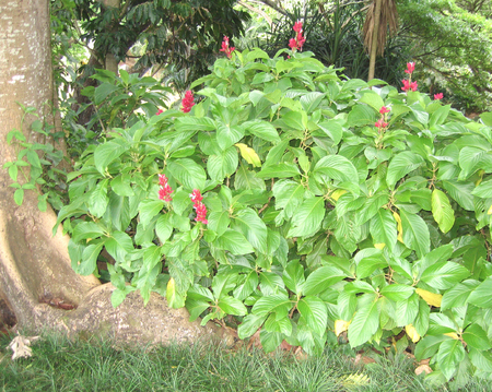 Megaskepasma erythrochlamys   - 