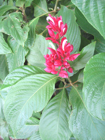 Megaskepasma erythrochlamys   - 