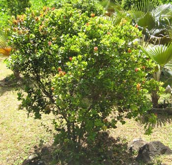 Metrosideros polymorpha   - 