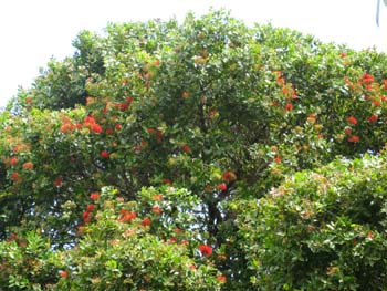 Metrosideros polymorpha   - 