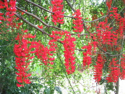 Mucuna novo-guineensis   - 
