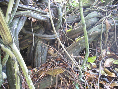 Mucuna novo-guineensis   - 