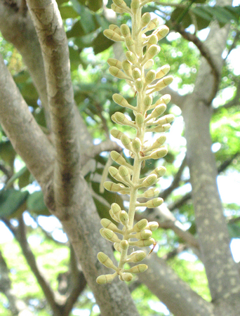 Polyscias racemosa   - 