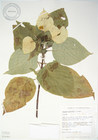 Mussaenda raiateensis   - 