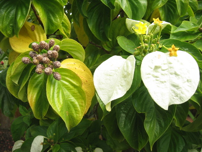Mussaenda raiateensis   - 