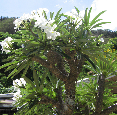 Pachypodium lamerei   - Flowering branches