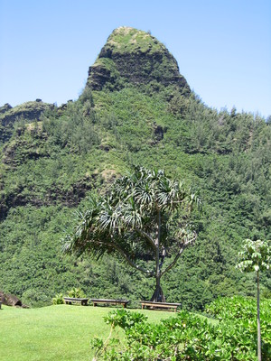 Pandanus tectorius   - 