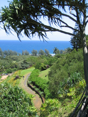 Pandanus tectorius   - 