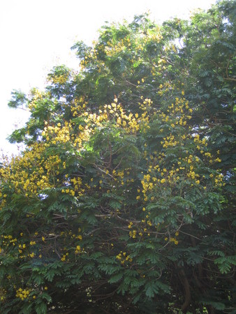 Peltophorum pterocarpum   - 