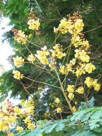 Peltophorum pterocarpum   - 