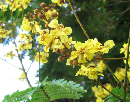 Peltophorum pterocarpum   - 