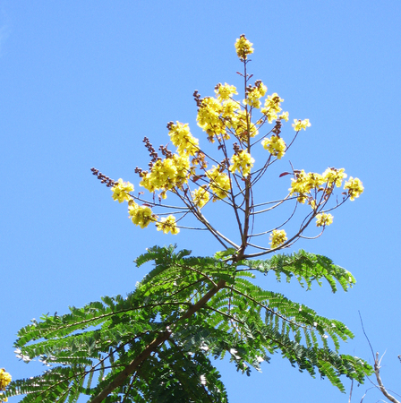 Peltophorum pterocarpum   - 