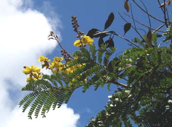 Peltophorum pterocarpum   - 