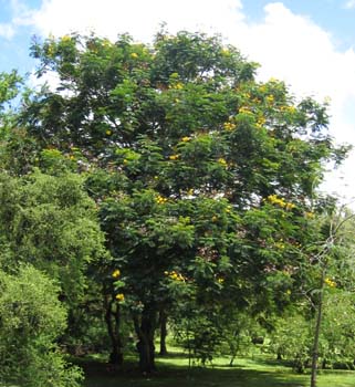 Peltophorum pterocarpum   - 