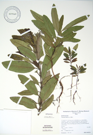 Pimenta dioica   - 