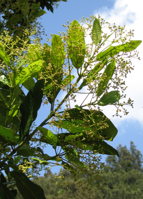 Pimenta dioica   - 