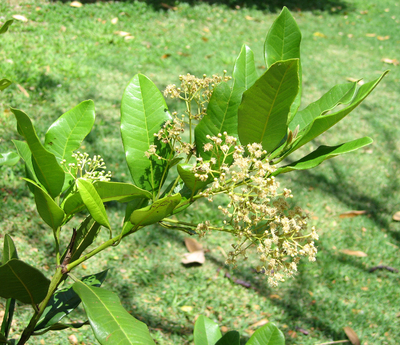 Pimenta dioica   - 