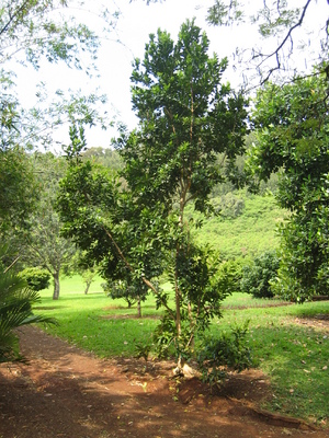 Pimenta dioica   - 
