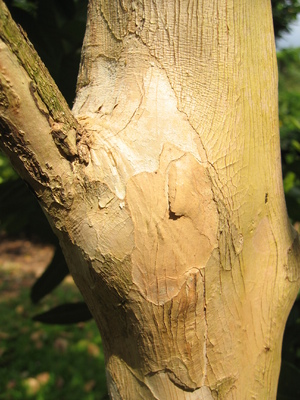 Pimenta dioica   - 