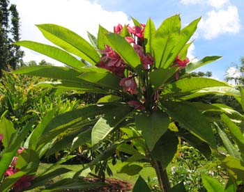 Plumeria rubra   - 